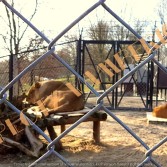 Oborové zámecké pletivo 200 cm pr. 4,0 Zn